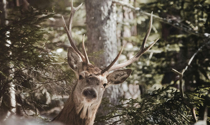 Natura 2000: le décret du 16 août 2011 modifie l’évaluation des incidences Natura 2000: le décret du 16 août 2011 modifie l’évaluation des incidences