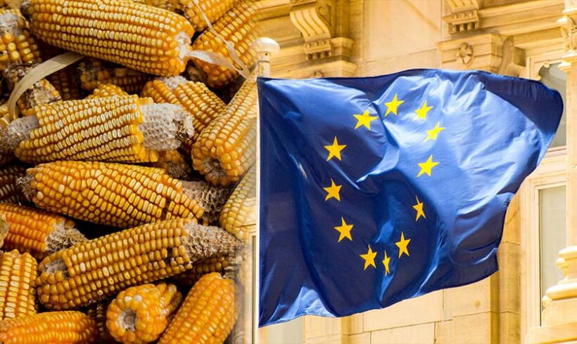 OGM: vers une transposition de la directive 2001/18/CE par voie d&rsquo;ordonnance !