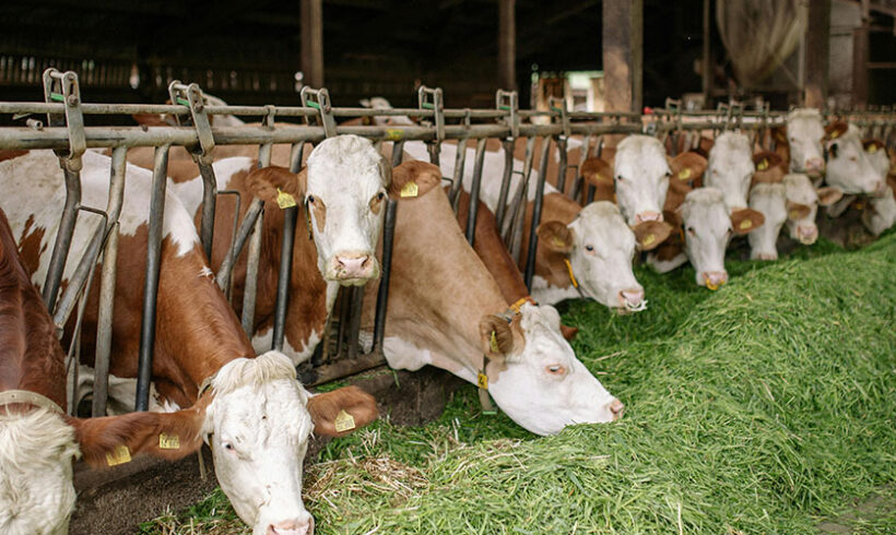 Elevage/distance d’éloignement: sur l’étendue du pouvoir de dérogation du Préfet Elevage/distance d’éloignement: sur l’étendue du pouvoir de dérogation du Préfet