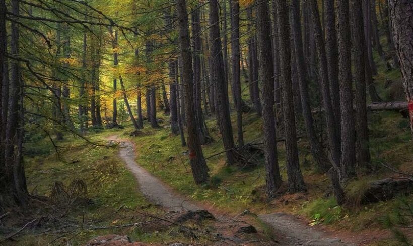 Environnement: remarques sur l&rsquo;ordonnance modifiant le code de l&rsquo;urbanisme et celle intéressant les réserves naturelles.