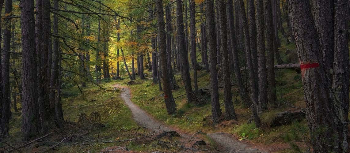 arbres zone naturelle forêt