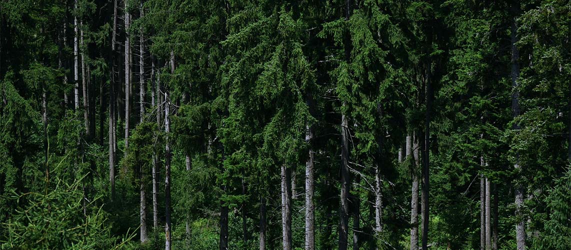 foret de sapins