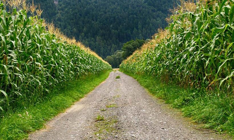 Occupation d&rsquo;un chemin rural: le refus de permission de voirie du Maire relève du juge judiciaire