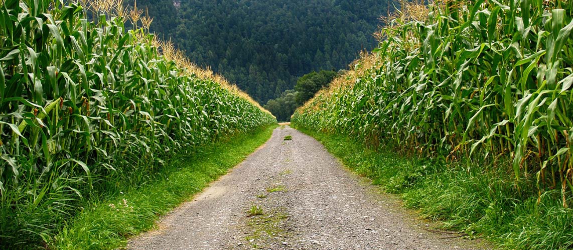 chemin rural champ de maïs