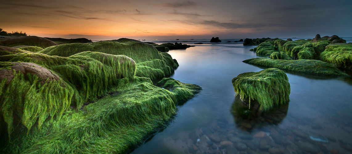 algues vertes couche de soleil