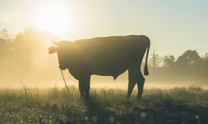 Elevage, distances d&rsquo;éloignement: des précisions sur les possibilités de dérogation par arrêté préfectoral
