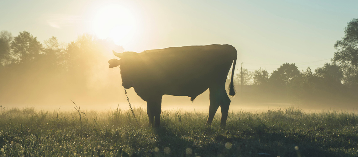 vache contre jour