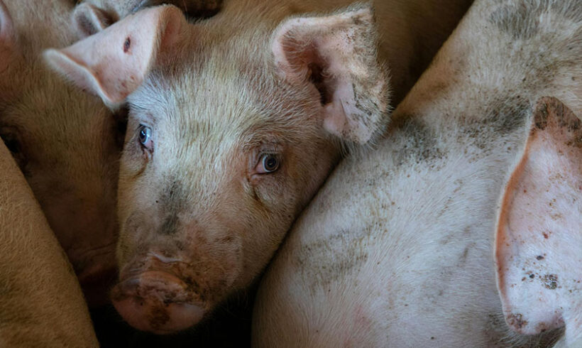 Elevage de porcs: les textes modifiant la nomenclature sont soumis à consultation jusqu&rsquo;au 15 novembre