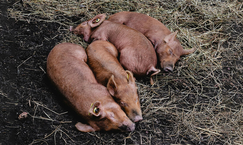 ICPE: les élevages de porcs soumis au régime de l&rsquo;enregistrement, une nouvelle rubrique pour le traitement de déchets de PCB