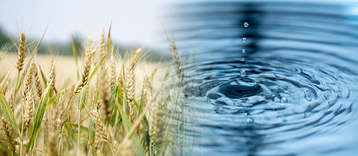 eau champ de blé
