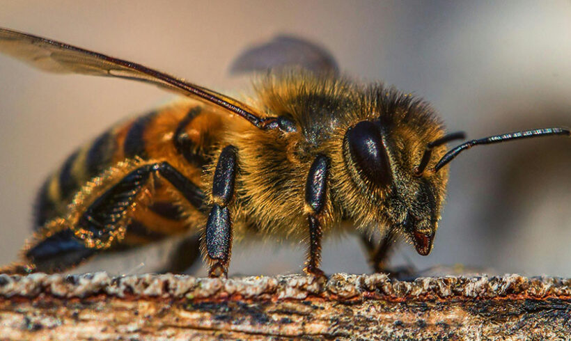 Maya l’Abeille au Conseil d’Etat (CE11 juin 2014, n°361848)