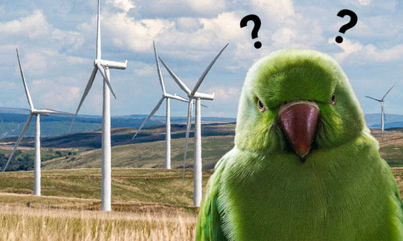 Les éoliennes et la L.P.O. : le contentieux sans le discernement ?