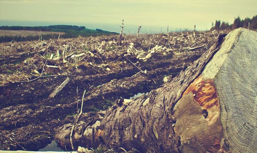 Défrichement et PC tacite: précisions sur le déféré préfectoral et contrôle du juge sur les autorisations (CE, 6 mai 2015)