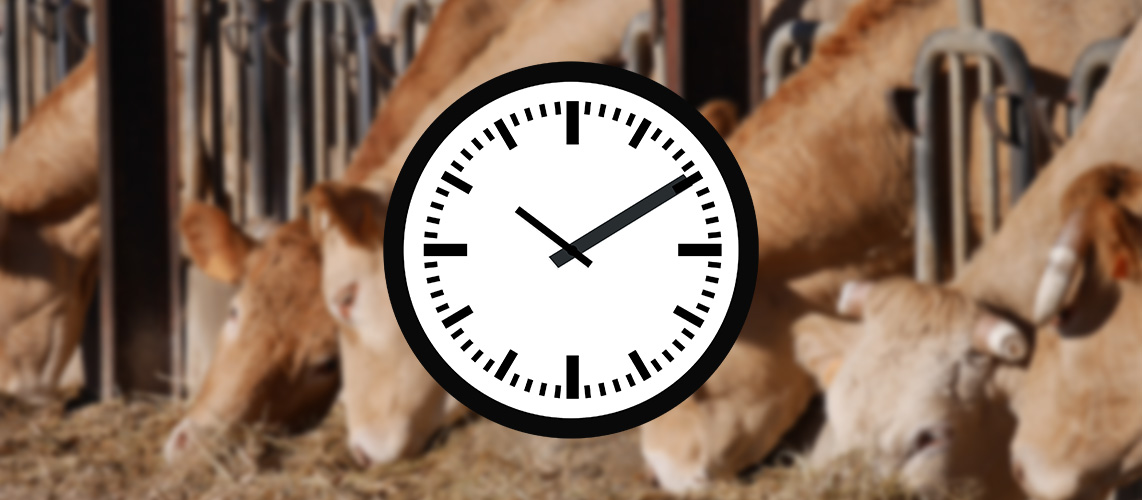 vache horloge