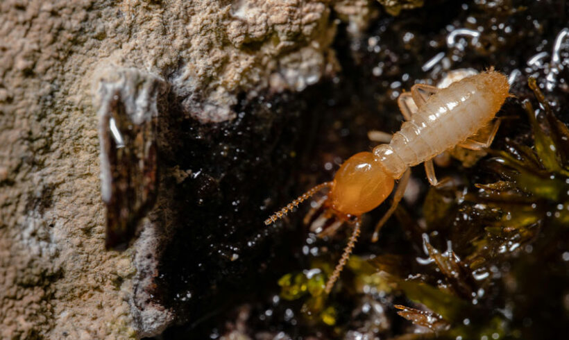 Diagnostic immobilier en matière de termite: le préjudice matériel et de jouissance est entièrement indemnisable (Cour de cassation, 8 juill.2015)
