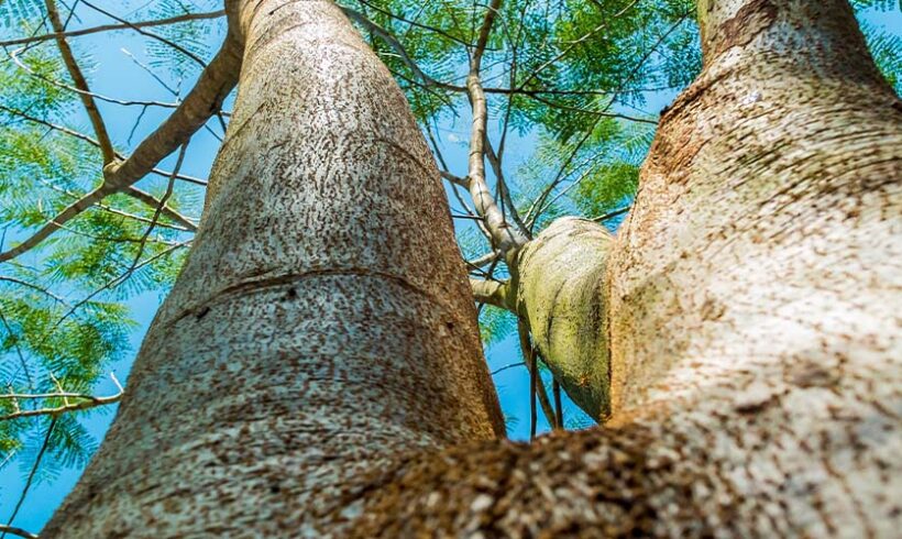 Arbres qui dépassent des propriétés : le trouble anormal de voisinage peut être reconnu mais la demande d’arrachage refusée au nom de la prescription trentenaire (CA Aix en Pce, 18 juin 2015) Arbres qui dépassent des propriétés : le trouble anormal de voisinage peut être reconnu mais la demande d’arrachage refusée au nom de la prescription trentenaire (CA Aix en Pce, 18 juin 2015)