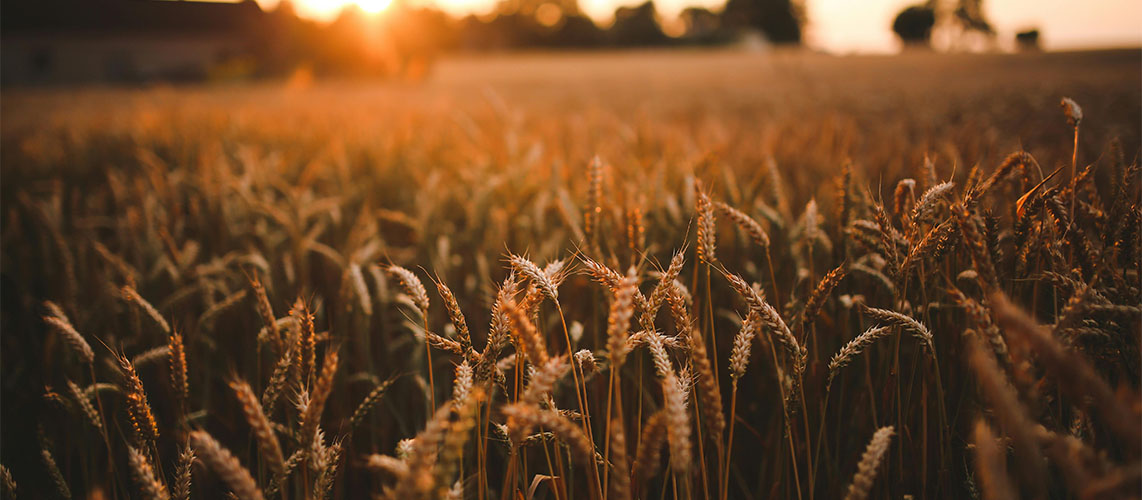 champ de blé culture