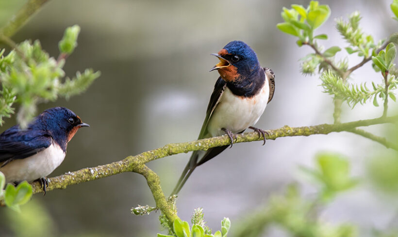 Biodiversité: un projet de décret relatif aux zones prioritaires pour la biodiversité en consultation