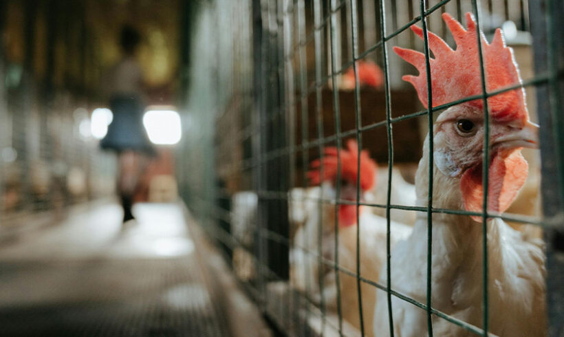 ICPE: Modification des rubriques n°2101 et 2111 : décret n°2016-1661 du 5 décembre 2016 modifiant le code de l’environnement et la nomenclature des ICPE ICPE: Modification des rubriques n°2101 et 2111 : décret n°2016-1661 du 5 décembre 2016 modifiant le code de l’environnement et la nomenclature des ICPE