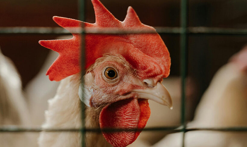 Elevages intensifs: attention à la mise à jour des prescriptions (décision sur les MTD de la Commission européenne du 15 février 2017)