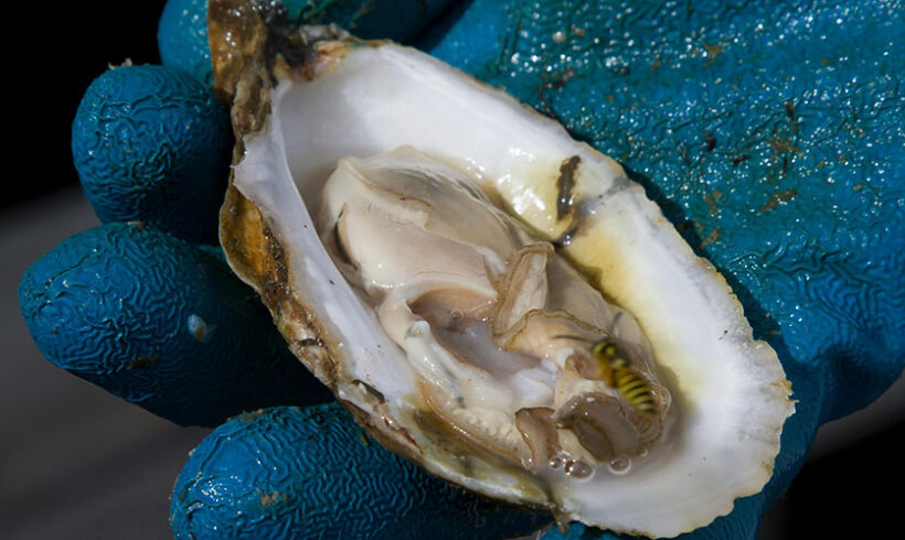 Conchyliculture : une étude d’incidence ne permet pas de régulariser l’absence d’étude d’impact (TA Poitiers, 18 mai 2017)