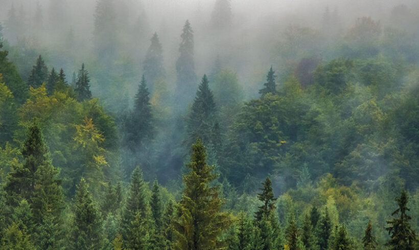 Exceptions au principe « silence vaut acceptation » : mise à jour du code forestier et du code rural et de la pêche maritime