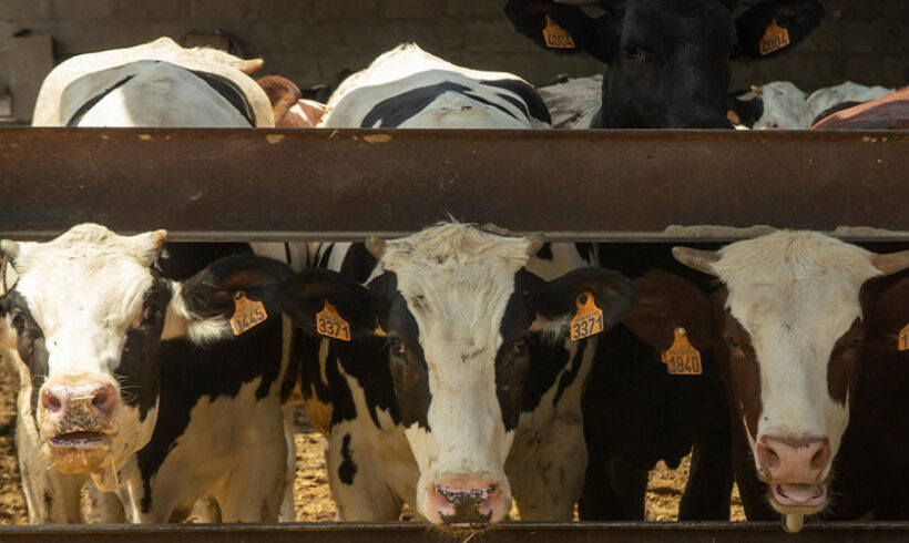 1000 vaches et le juge administratif 1000 vaches et le juge administratif