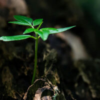 Avis critique de l&rsquo;AE sur deux SRADDET (AURA et Hauts de France)