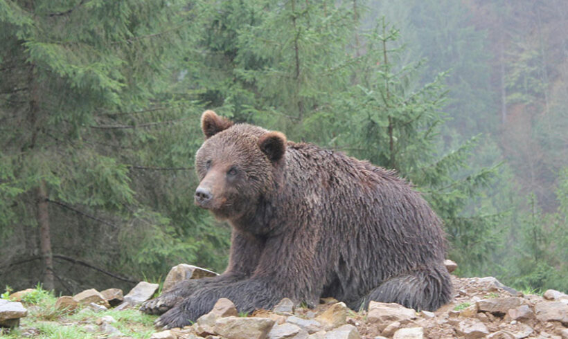 Les mesures d’effarouchement de l’ours bruns sont illégales Les mesures d’effarouchement de l’ours bruns sont illégales