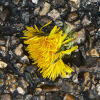 Sanction administrative et dérogation espèces protégées