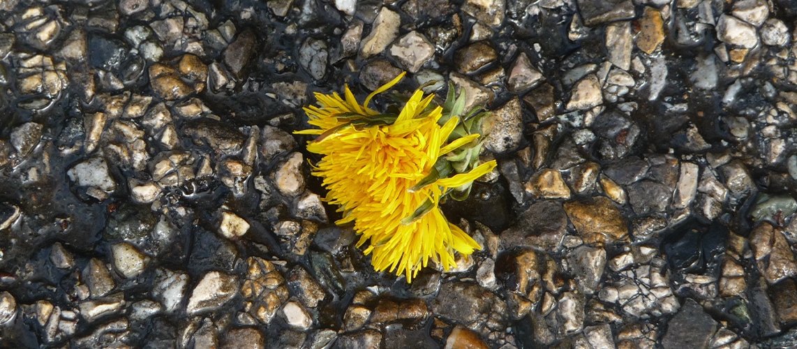 espèce protégée fleur