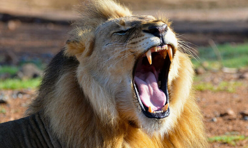 Les vœux n’arrêtent pas les rugissements ! Les vœux n’arrêtent pas les rugissements !