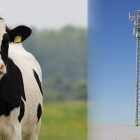 Le cheptel, l’antenne et des juges …