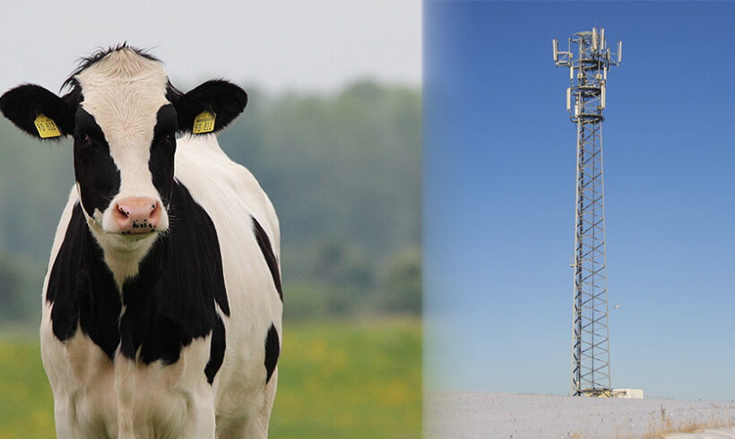 Le cheptel, l’antenne et des juges … Le cheptel, l’antenne et des juges …