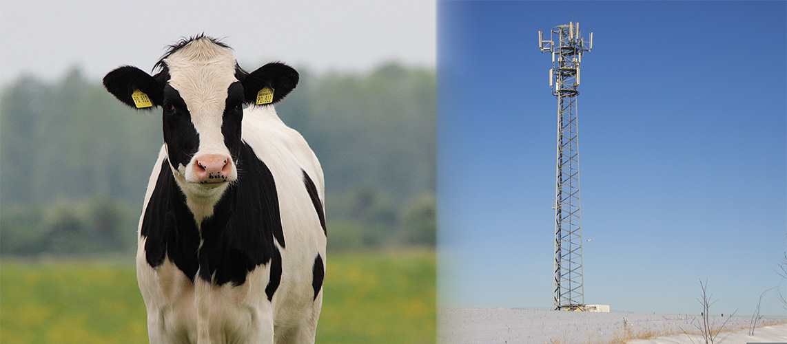 antenne relais cheptel vache