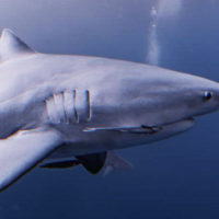 Suspension de l’abattage des requins par le TA de Nouvelle-Calédonie