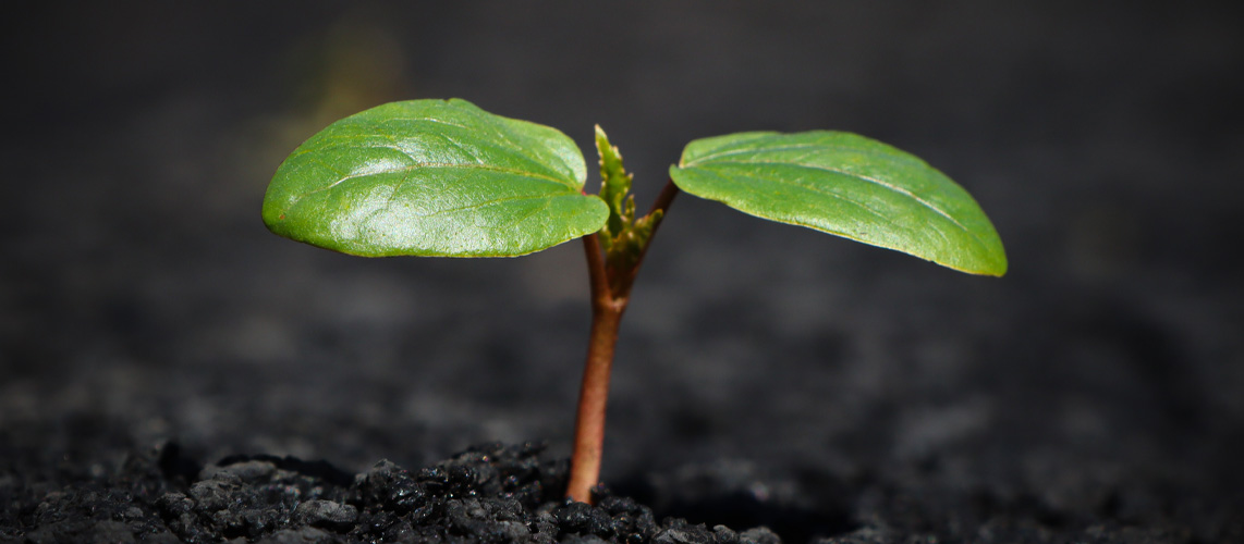 plante pousse