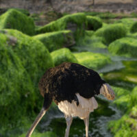 Préjudice écologique : les carences de l’État dans la lutte contre la prolifération des algues vertes
