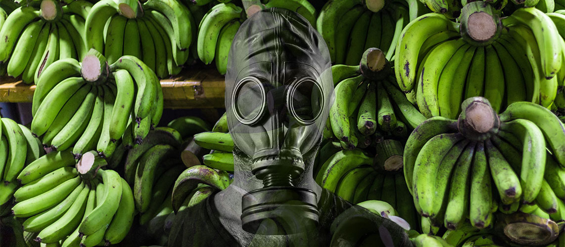 chlordecone bananne masque a gaz_
