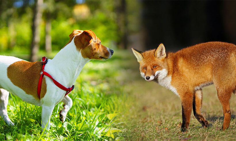 Environnement : l’article 8 de la Charte et les animaux domestiques et sauvages
