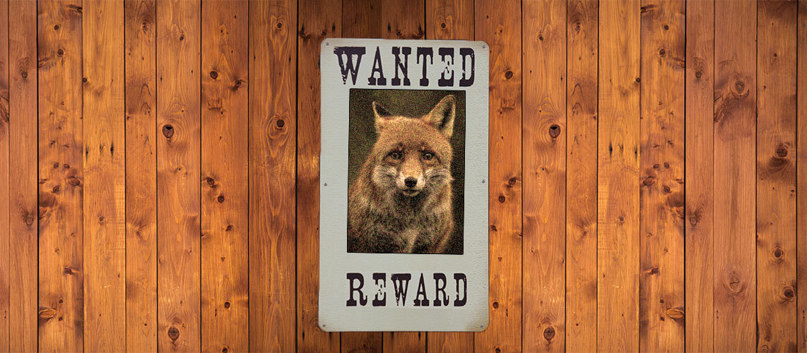 animaux nuisibles renard