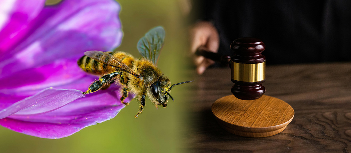 loi duplomb abeille justice