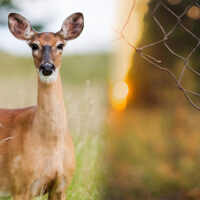 Effacement des clôtures : incompétence des ministres en matière de régulation des espèces