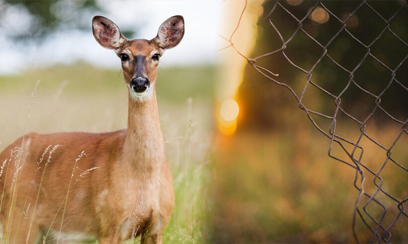 Effacement des clôtures : incompétence des ministres en matière de régulation des espèces