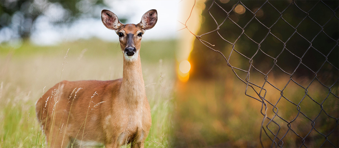 effacement des clôtures