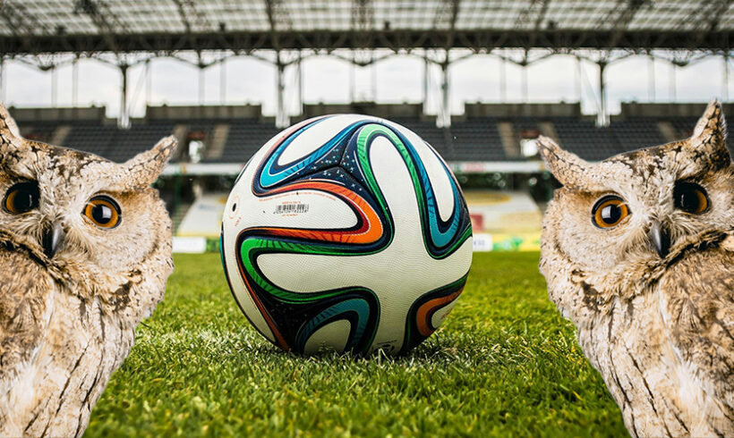 RIIPM : espèce protégée 1, stade de Rennes O