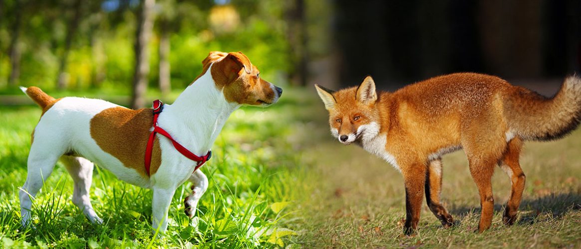 Environnement : l’article 8 de la Charte et les animaux domestiques et sauvages