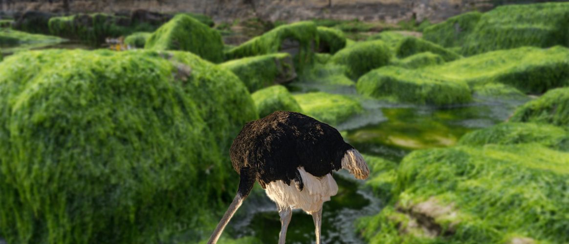 Préjudice écologique : les carences de l’État dans la lutte contre la prolifération des algues vertes