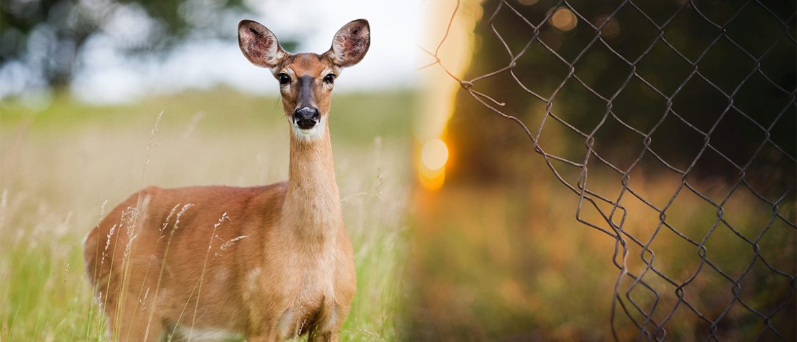 Effacement des clôtures : incompétence des ministres en matière de régulation des espèces