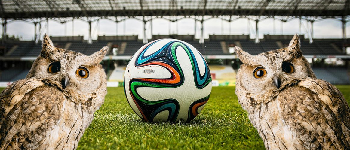 RIIPM : espèce protégée 1, stade de Rennes O